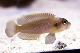 Variété « gold/orange ».