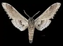 Langia zenzeroides formosana mâle revers MHNT