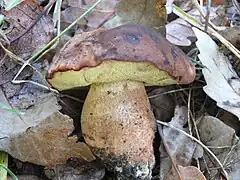 Bolet odorant (Lanmaoa fragrans), médiocre à sans intêret.