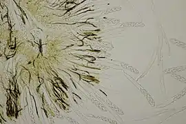 Paraphyses et asques