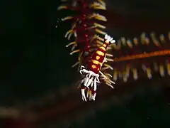 Laomenes cornutus, symbiotique d'un crinoïde.