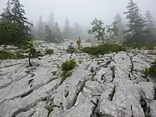 roche nue et burinée de profondes cannelures, de trous