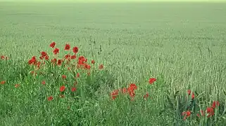 Dans les prés lyricantois.