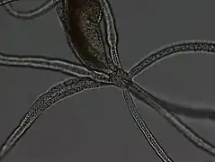Halammohydra octopodides, une Actinulida