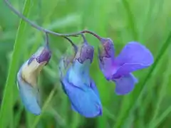 Vue d'une grappe de fleurs de la Gesse des marais.