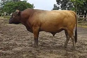 Taureau de race Ndama.