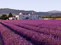 Champ de lavande en Provence.