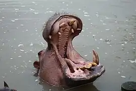 Hippopotame