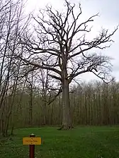 Vue d'ensemble sur le gros chêne en avril.