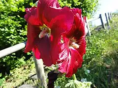 De nombreuses espèces végétales sont présentes sur le terril no&nbsp;122.