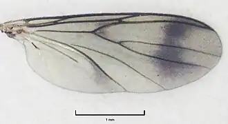 Aile de Leia arsona.