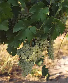 Photographie montrant un pied de vigne de cépage len de l'el, juste avant récolte.