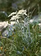 Edelweiss(Leontopodium alpinum).