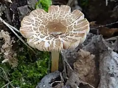 La lépiote en bouclier (Lepiota clypeolaria), autre petite lépiote Hautement toxique.
