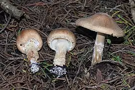 Lepiota spheniscispora