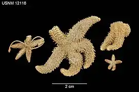 Leptasterias hispidella