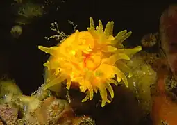 Leptopsammia pruvoti, un corail solitaire en Méditerranée.