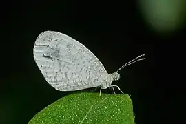 LeptosiainiLeptosia nina