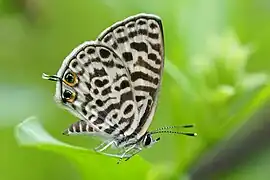 Leptotes plinius
