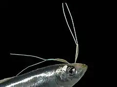 Lernaeenicus sprattae (en) parasitant un sprat (Sprattus sprattus).