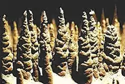 Les « soldats » en vue rapprochée.