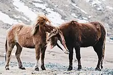 Deux chevaux marrons se grattent mutuellement