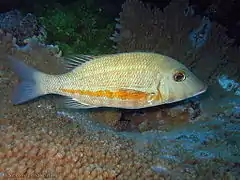 Lethrinus obsoletus