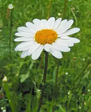 Marguerite commune