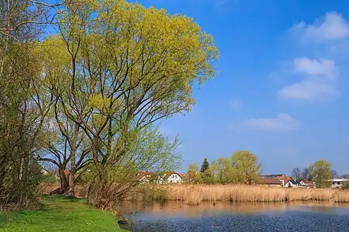 Étang de Libišany.