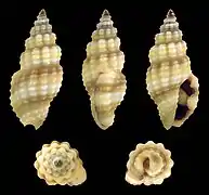 Lienardia nigrotincta.