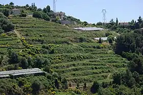 Image illustrative de l’article Bellet (AOC)