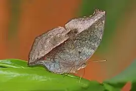 Salamis cacta, revers.