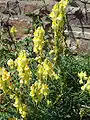 Linaria vulgaris