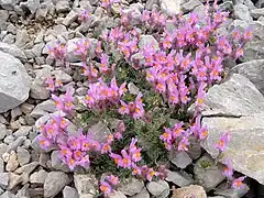 Linaria alpina subsp. filicaulis.