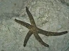 Spécimen des Maldives.