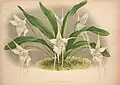 Aeranthes grandifloraJean LindenIconographie des Orchidées