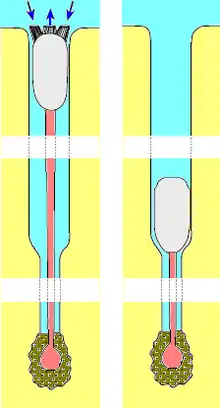 Brachiopode lingulide dans son trou en position « haute » (coquille au ras du sable) et « basse » (coquille enfoncée).