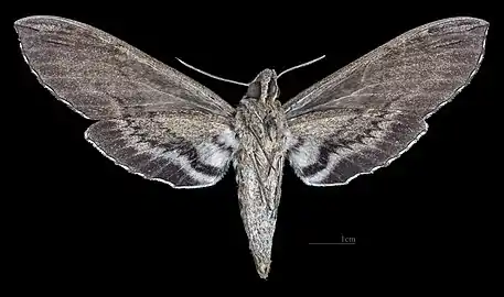 Revers de la femelle (coll.MHNT)