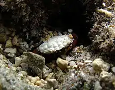 Un crabe du genre Liomera?