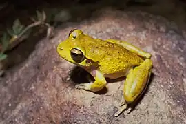 Litoria lesueurii