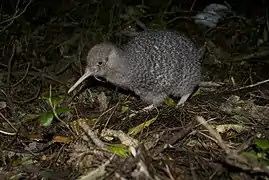 Apteryx owenii (Apterygiformes).