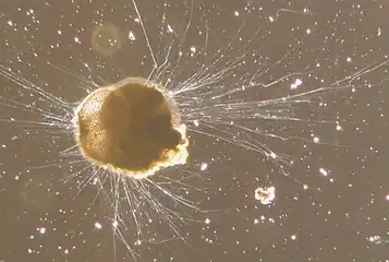 Foraminifère Ammonia tepida (Rotaliida).