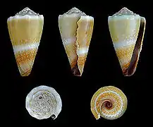 Conus lividus