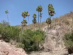 Livistona carinensis.