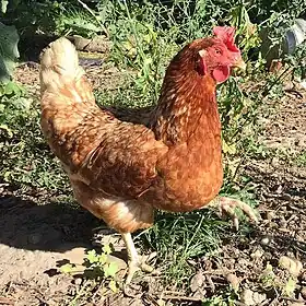 Poule Lohmann Brown de 24 mois.