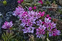 Azalée alpine dans le parc