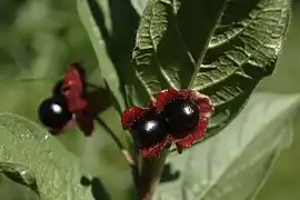 Fruits