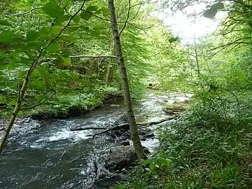 La Loue en amont du moulin de Bouc.