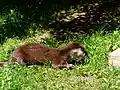 Loutre d'Europe