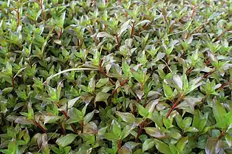 Isnardies des marais.